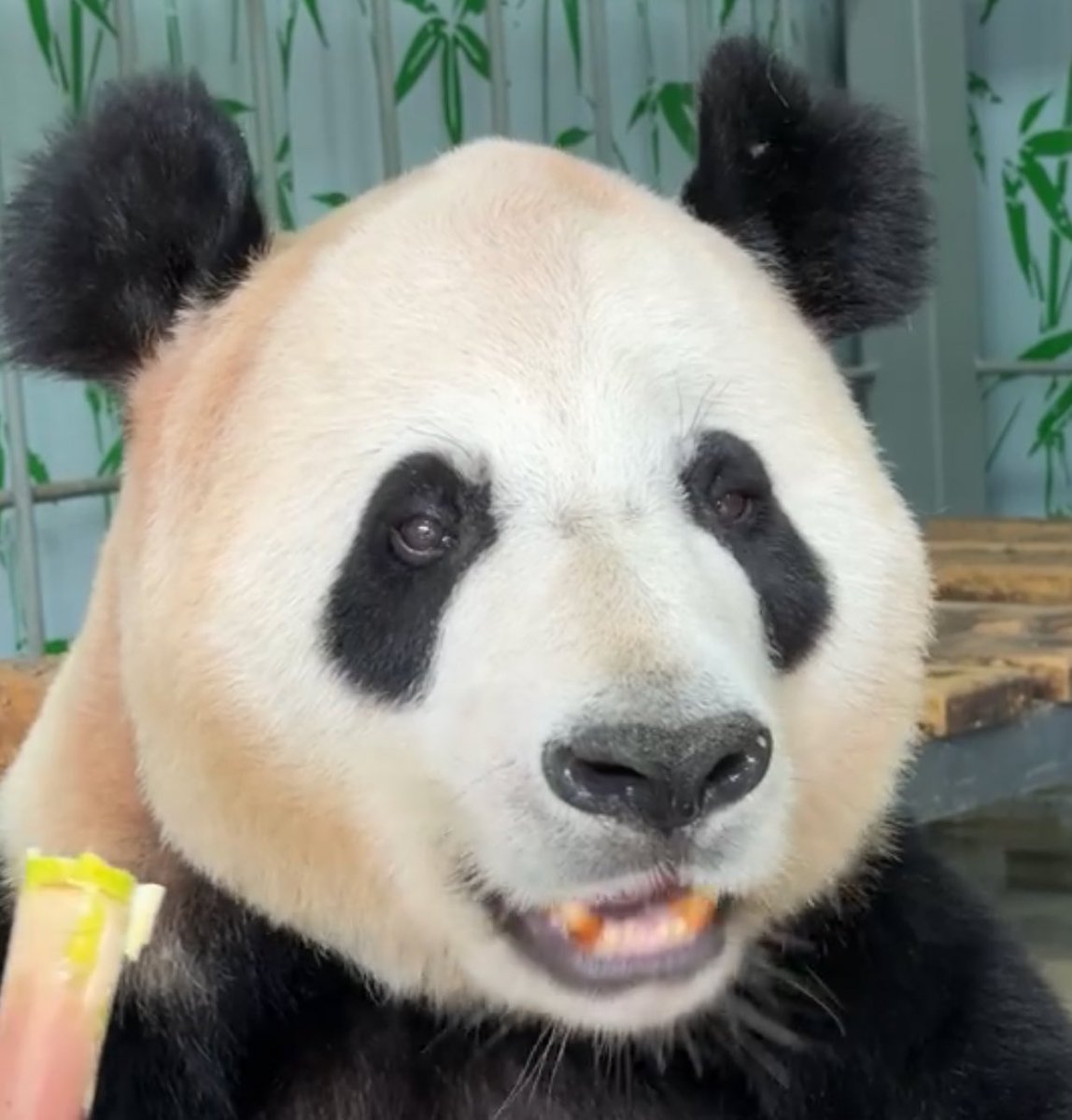 mickeyminnie611's tweet photo. #博斯
#BoSi
#甜甜 TianTian (Edinburgh Zoo🇬🇧から帰国)と#希梦 XiMeng (タンタン🐼のお兄さん)の子供🐼
博斯が基地にいるという事は子供の#田田 (#TianTian)は独り立ちして野外にいるのかな?🤔わからない、、
有竹有笋,这是独属于“博斯”的慢悠悠时光
cr. 中国大熊猫保护研究中心weibo https://t.co/3lFoxV2gAF