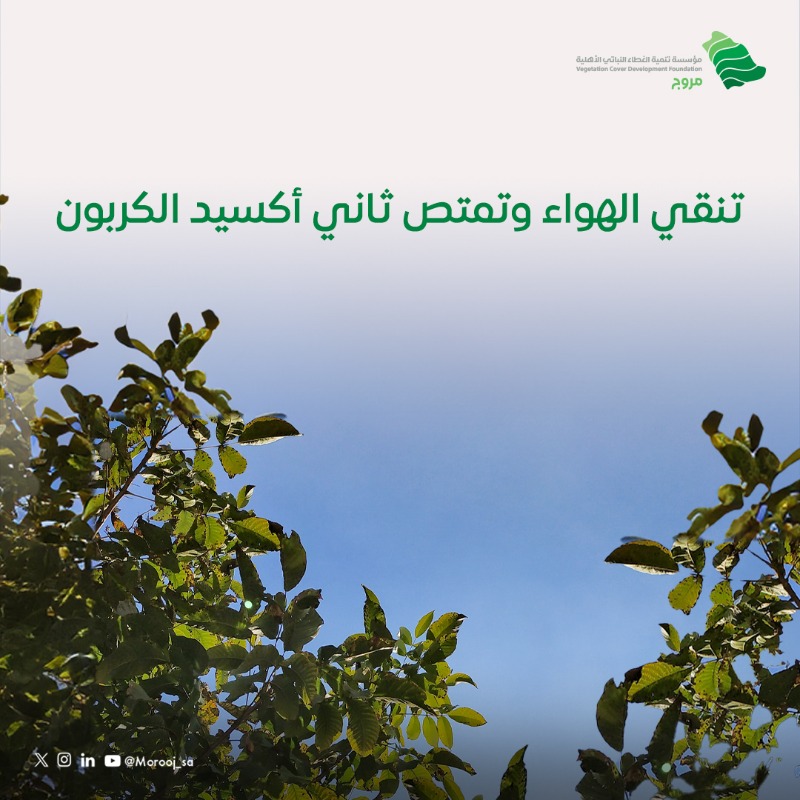 Morooj_sa's tweet photo. شجرة واحدة تصنع فرقًا كبيرًا!🌳

هواء أنقى، ظلّ أوفر، وبيئة أكثر ازدهارًا.