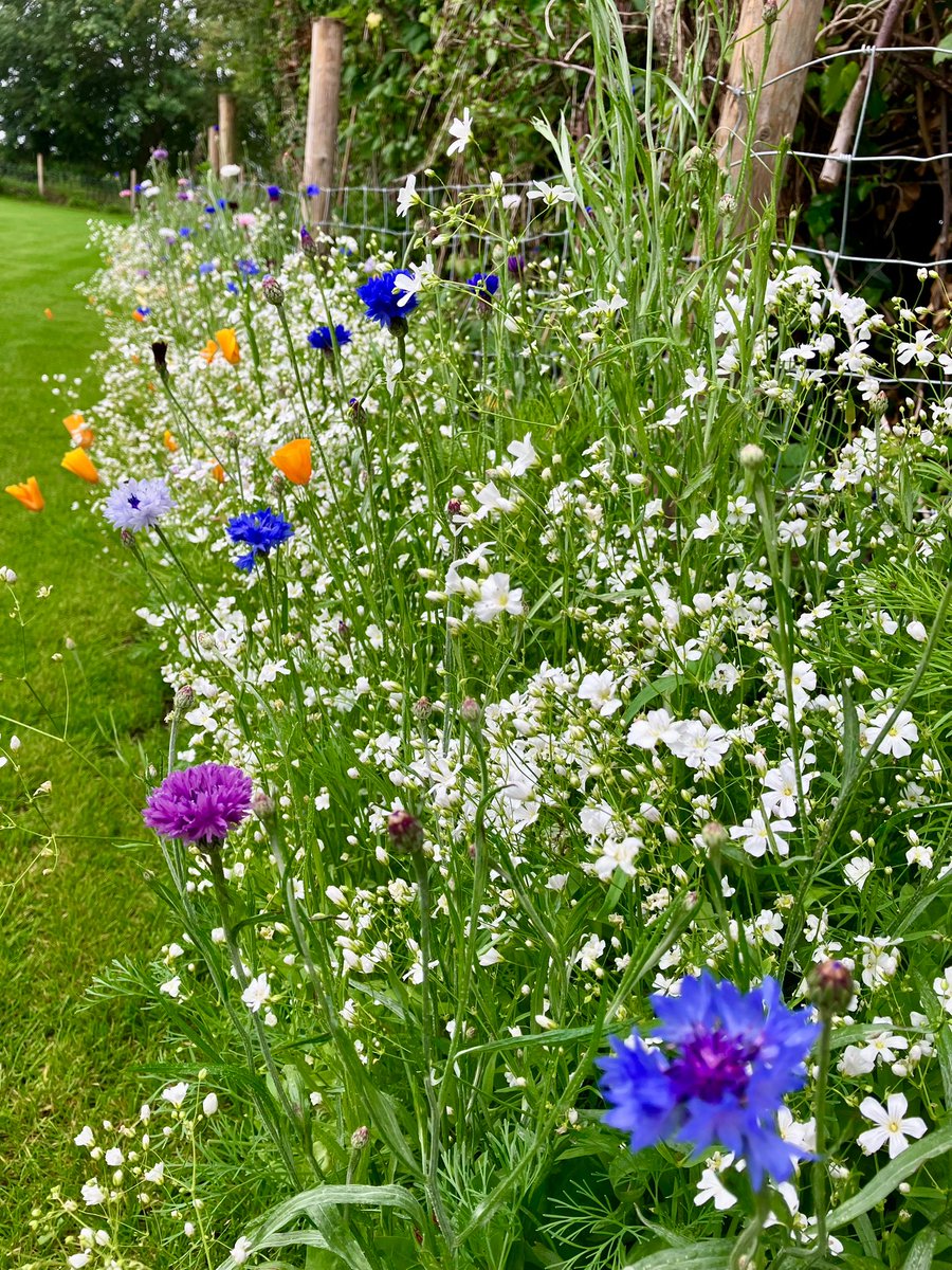 Agrovista Amenity (@agrovistaamnty) on Twitter photo 🌸🌼🌈 <a href="/DLFSEEDS_UK/">DLF Seeds UK</a> wildflower blends Colour Boost “Carnival” & Pro Flora 7 Hedgerow—The borders have gone bang 💥🐝🪰
🌸 Paper Daisy
🌺 Pheasant’s Eye
🌞 Pot Marigold
💙 Cornflower
🌿 Cosmos
❤ Corn Poppy
"Don’t bring work home with you”…
More like perks of the job - 🌸🌼🌈 <a href="/DLFSEEDS_UK/">DLF Seeds UK</a> wildflower blends Colour Boost “Carnival” & Pro Flora 7 Hedgerow—The borders have gone bang 💥🐝🪰
🌸 Paper Daisy
🌺 Pheasant’s Eye
🌞 Pot Marigold
💙 Cornflower
🌿 Cosmos
❤ Corn Poppy
"Don’t bring work home with you”…
More like perks of the job -