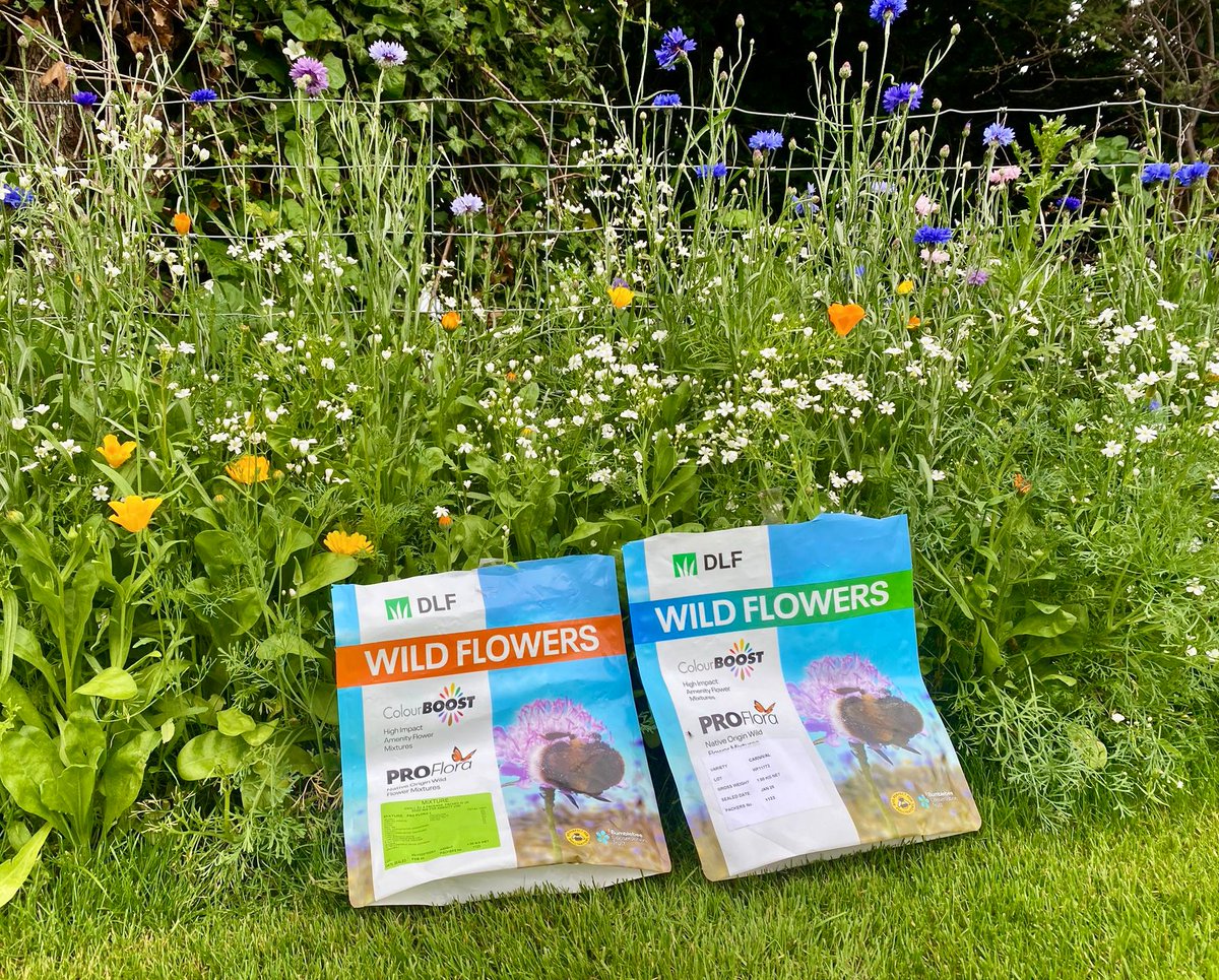 AgrovistaAMNTY's tweet image. 🌸🌼🌈 @DLFSEEDS_UK wildflower blends Colour Boost “Carnival” &amp;amp; Pro Flora 7 Hedgerow—The borders have gone bang 💥🐝🪰

🌸 Paper Daisy
🌺 Pheasant’s Eye
🌞 Pot Marigold
💙 Cornflower
🌿 Cosmos
❤ Corn Poppy

"Don’t bring work home with you”…
More like perks of the job -…