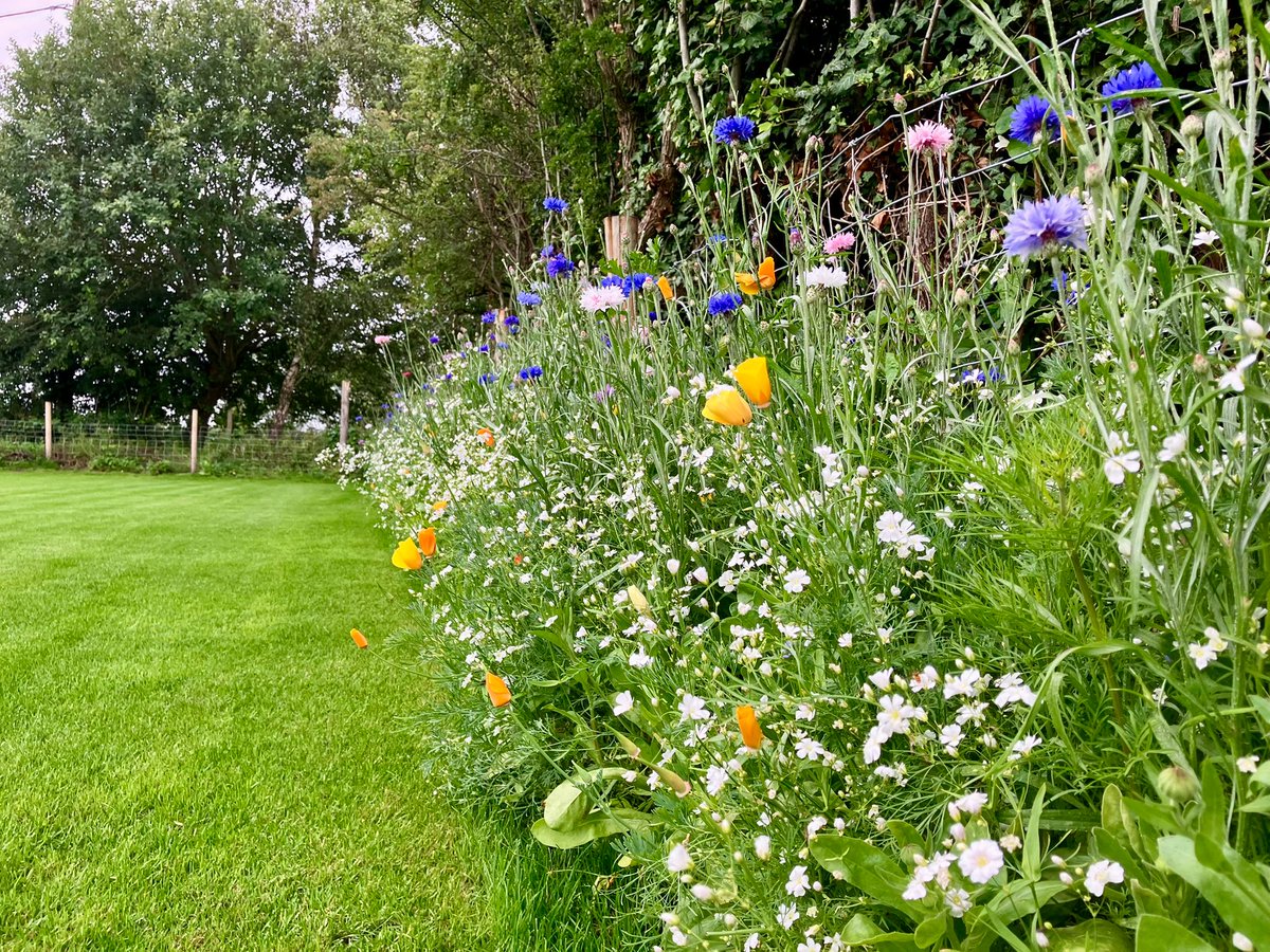 AgrovistaAMNTY's tweet image. 🌸🌼🌈 @DLFSEEDS_UK wildflower blends Colour Boost “Carnival” &amp;amp; Pro Flora 7 Hedgerow—The borders have gone bang 💥🐝🪰

🌸 Paper Daisy
🌺 Pheasant’s Eye
🌞 Pot Marigold
💙 Cornflower
🌿 Cosmos
❤ Corn Poppy

"Don’t bring work home with you”…
More like perks of the job -…