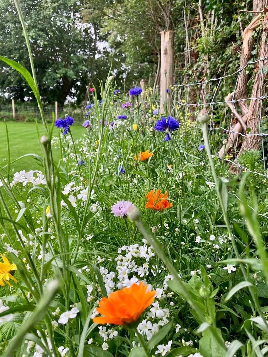 AgrovistaAMNTY's tweet image. 🌸🌼🌈 @DLFSEEDS_UK wildflower blends Colour Boost “Carnival” &amp;amp; Pro Flora 7 Hedgerow—The borders have gone bang 💥🐝🪰

🌸 Paper Daisy
🌺 Pheasant’s Eye
🌞 Pot Marigold
💙 Cornflower
🌿 Cosmos
❤ Corn Poppy

"Don’t bring work home with you”…
More like perks of the job -…