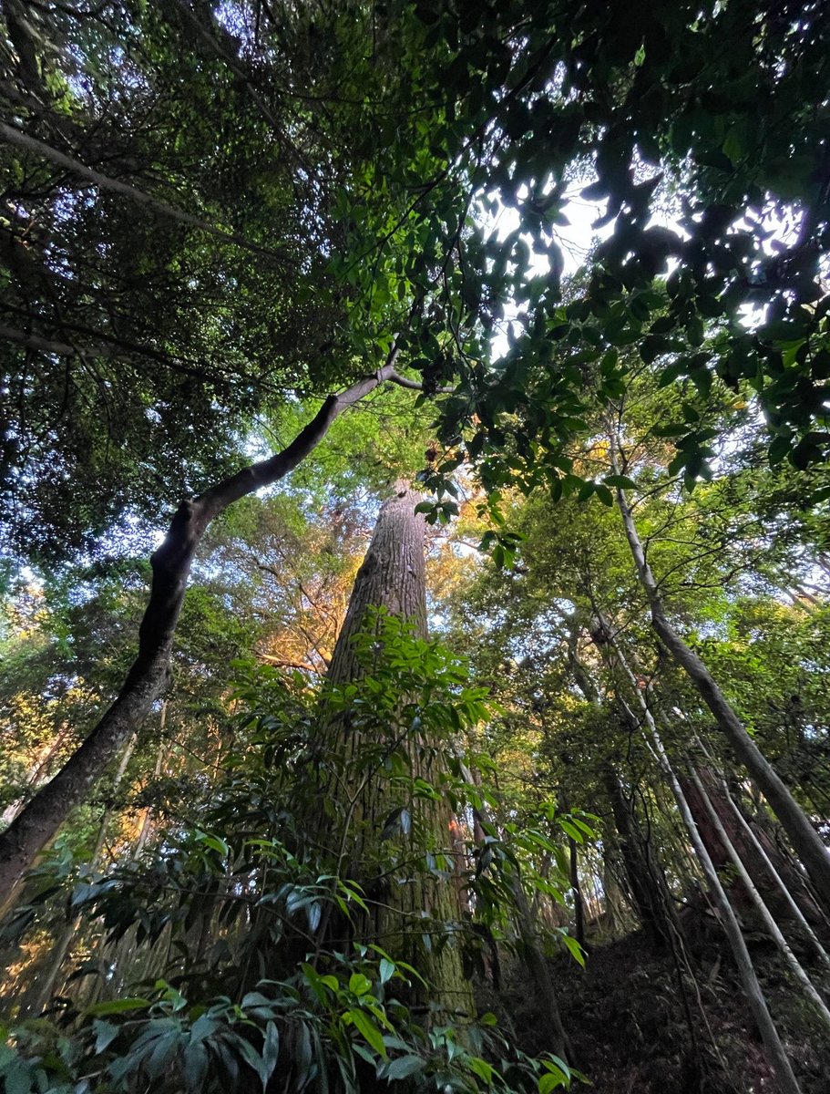 ワクワクする森