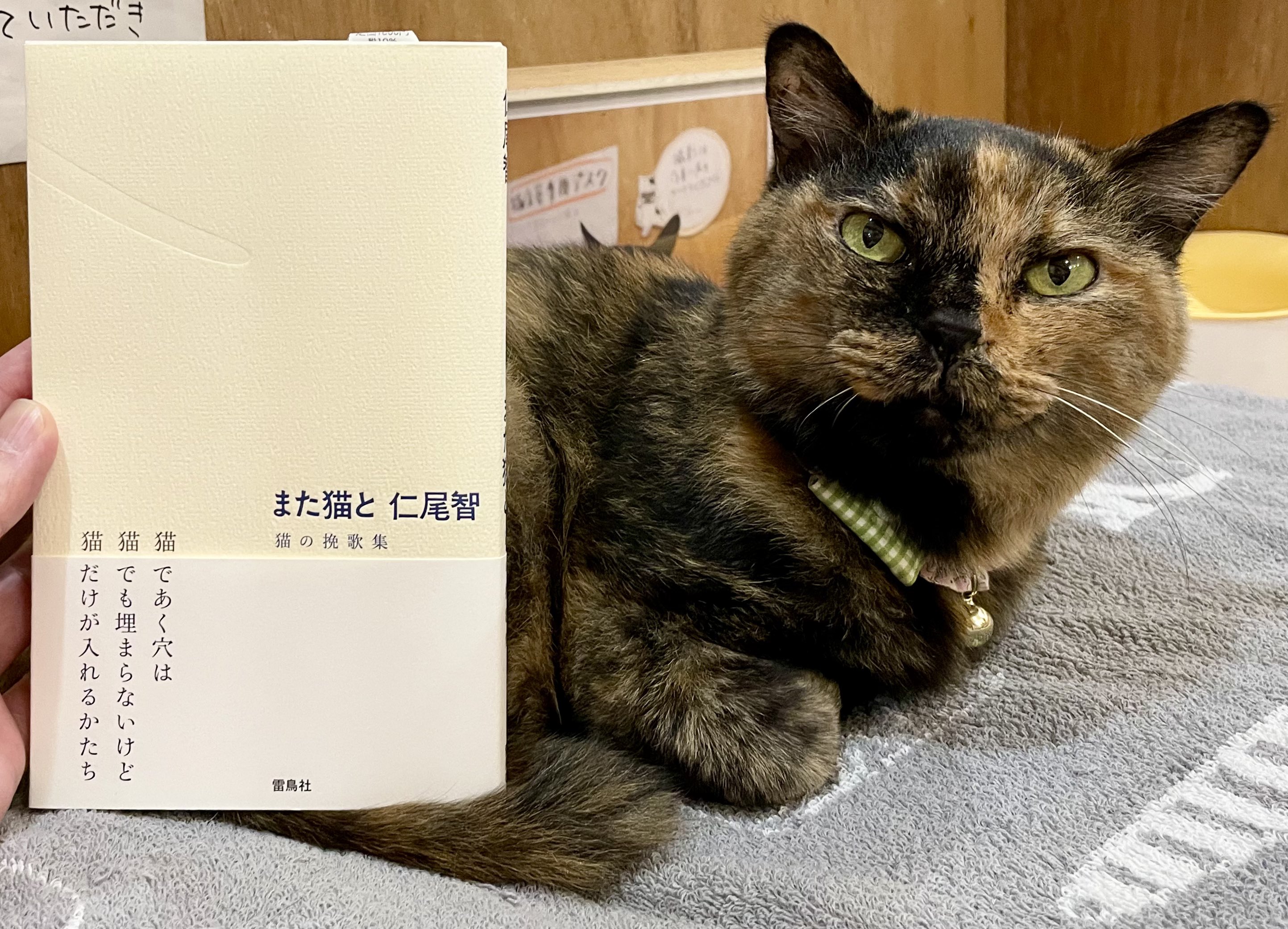 キャッツミャウブックス® on X: 