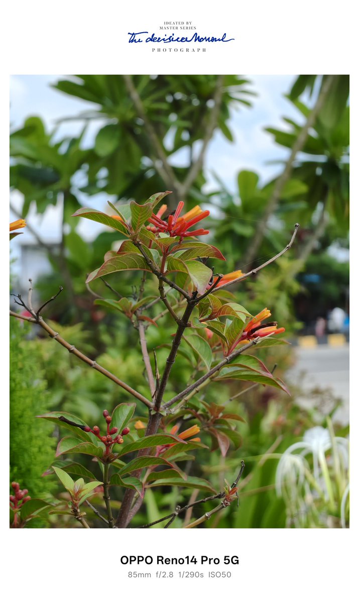 stufflistings's tweet photo. OPPO Reno14 Pro camera samples.
#OPPOReno14Series #TravelWithReno #AIPortraitCamera https://t.co/7t5zSgbSWf