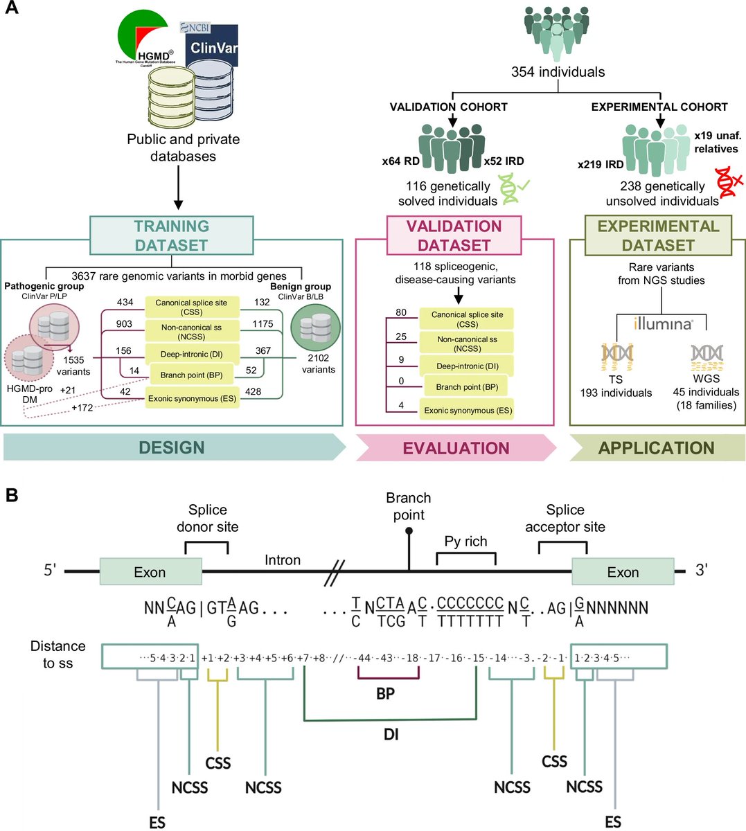 New genetic diagnoses for inherited retinal dystrophies by integrating splicing tools into NGS pipelines #RareDisease #Genetics nature.com/articles/s4152…
