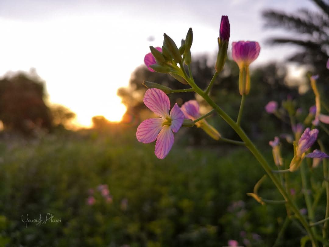 فَاصْبِرْ قَلِيْلًا وَكُنْ  بالله ذَا ثِـقَـــةٍ
إنَّ الصُّدُورَ بِحُسنِ الظَّنِّ تَنْشَـرِحُ