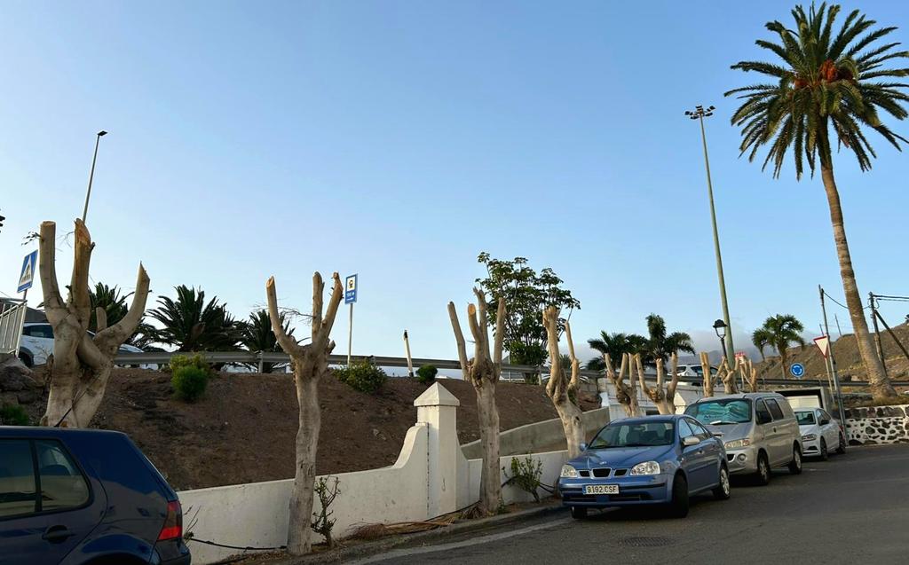 StopArboricidio's tweet photo. Esto es "TERRORISMO MEDIOAMBIENTAL #Menchu @popularesgc, y más si se hace en verano!
#StopPodasSalvajes @AytoAgaete https://t.co/XC9nshTzN3