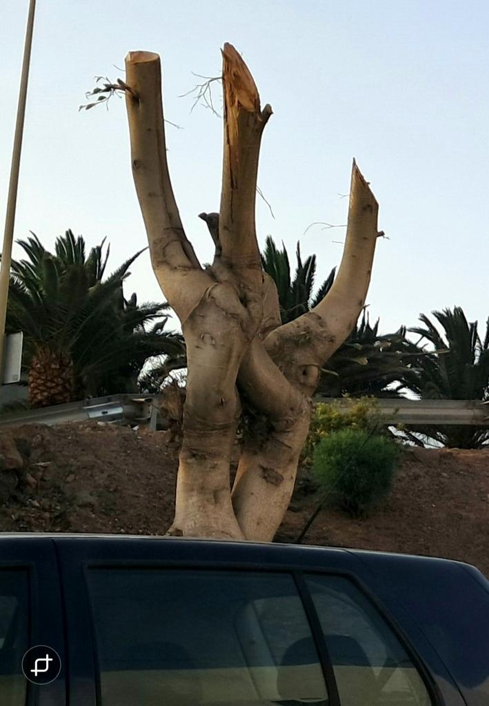 StopArboricidio's tweet photo. Esto es "TERRORISMO MEDIOAMBIENTAL #Menchu @popularesgc, y más si se hace en verano!
#StopPodasSalvajes @AytoAgaete https://t.co/XC9nshTzN3