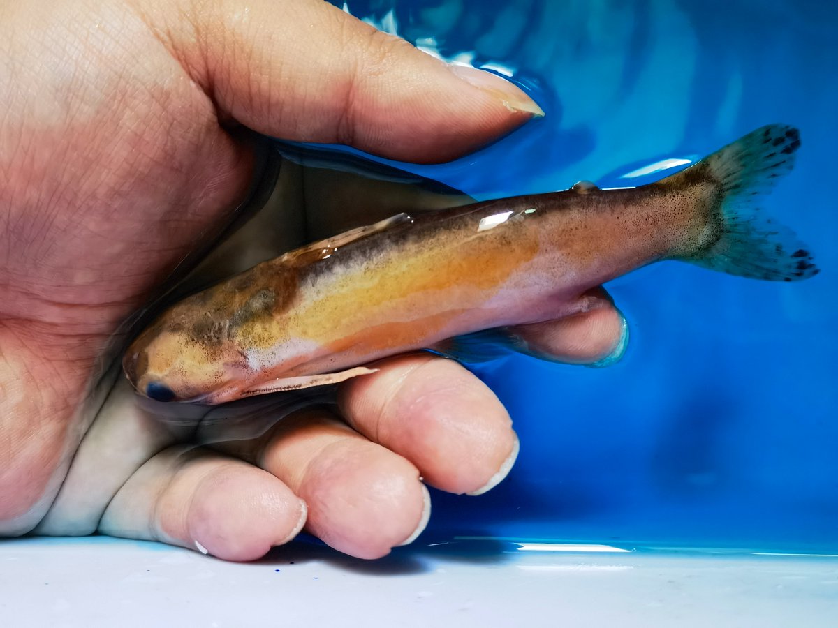 SHANLING tweet media