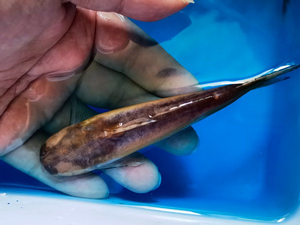 SHANLING tweet media