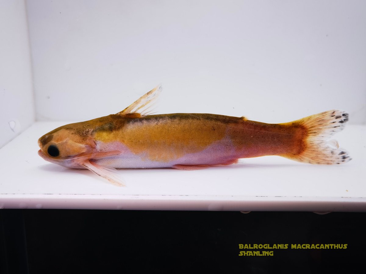 SHANLING tweet media