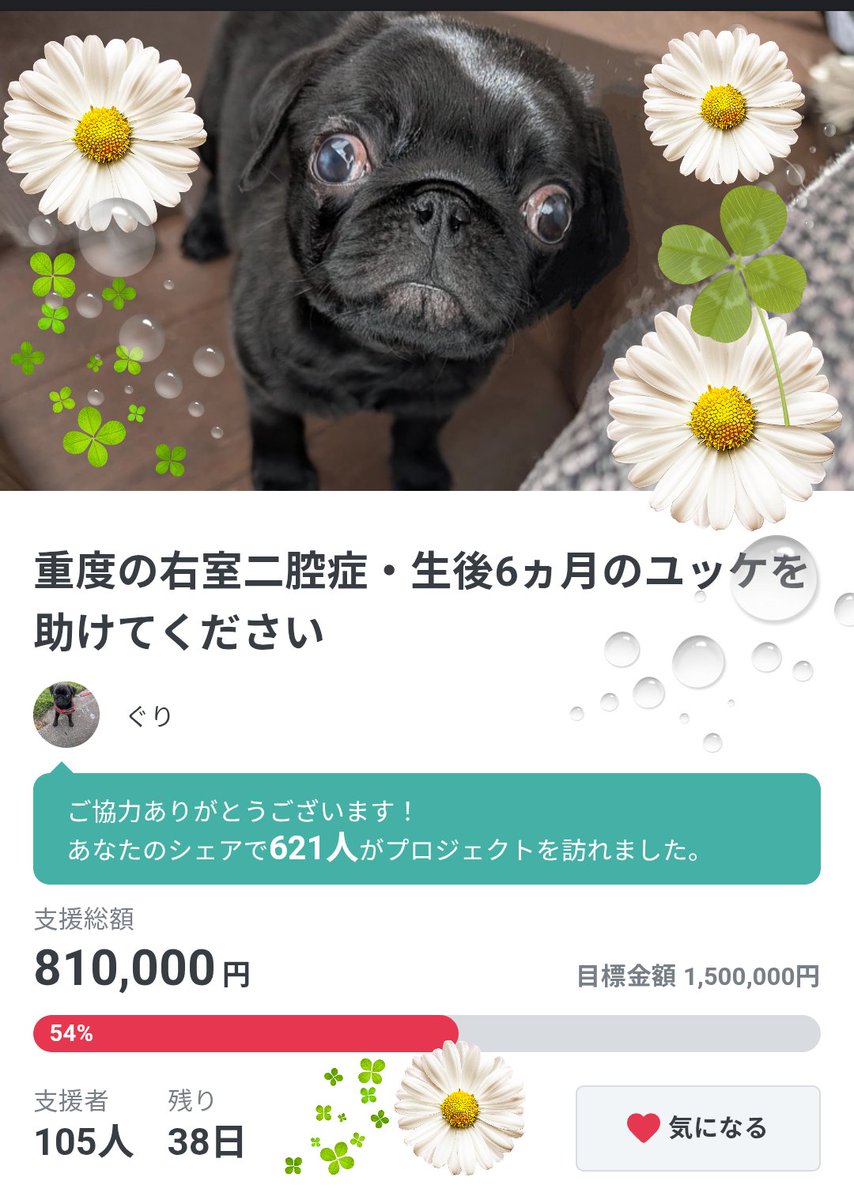 #黒パグ  #パグ 
ご支援、拡散協力ありがとうございます!多くの方がゆっけのために協力して下さったおかげで、なんと進捗54%となりました!✨皆様のお力添えがゆっけの命の希望になります。少しでもご興味のある方は、小さいゆっけとその病気について知って頂けたら幸いです▶️readyfor.jp/projects/yukke…