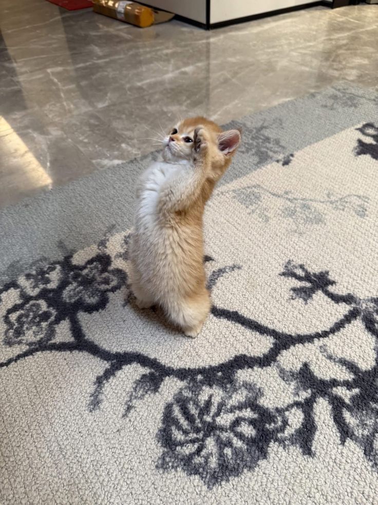 ThePetsX's tweet photo. Captain Meow is at your service..🫡🫡 https://t.co/AeLs3WkSsn