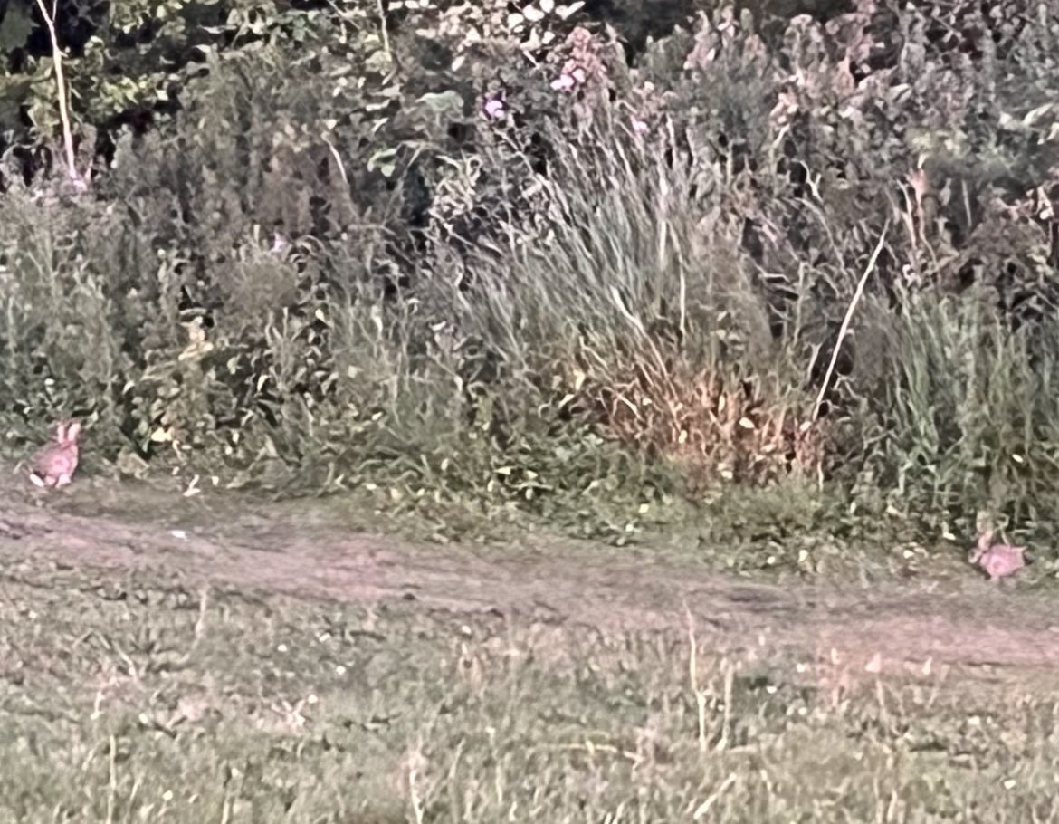 During last night’s walk, Bear and I stumbled upon some cute bunnies. We kept our distance as Bear has a high prey drive.