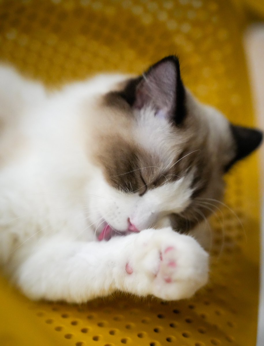 intern_kun🐾 (@internkun_neko) on Twitter photo 