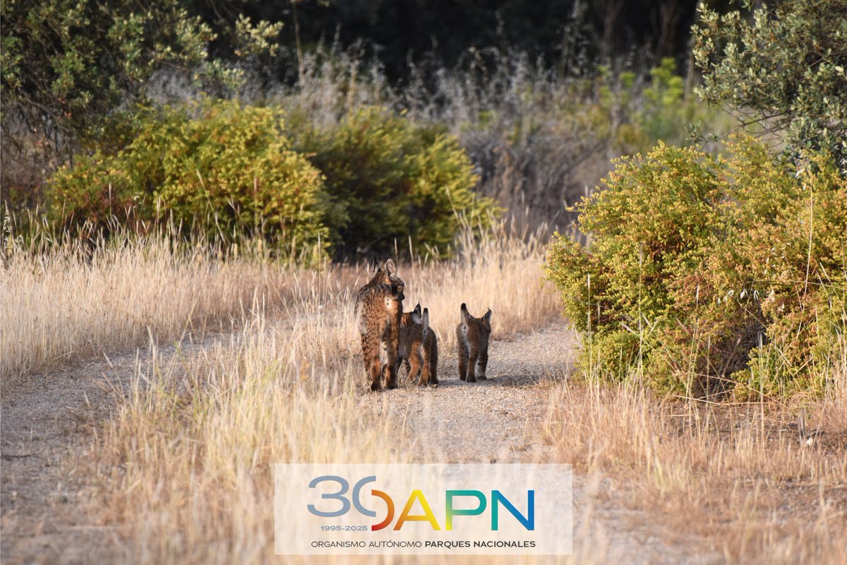 oapngob's tweet image. 🎂Hoy estamos de cumple
30 años aportando nuestro grano de arena a la conservación de la naturaleza, a través de
🏞️Red de Parques Nacionales
🏛️Red de Reservas de la Biosfera
🌲Gestión de patrimonio natural estatal
🐱Programas de cría
🧠Educación ambiental
Seguimos caminando🐾
