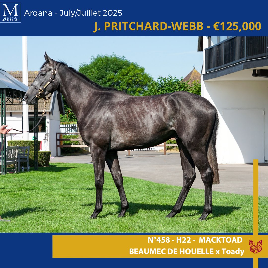 📌Day 3 at <a href="/InfoArqana/">ARQANA</a> 

⭐️It's not over yet for the stud, but we already thank all our clients and buyers for making this Summer Sale a success. 

🍀Best of luck to all new connections!