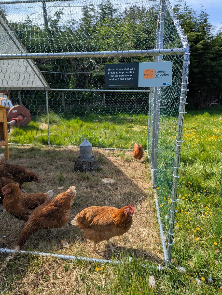 SaveOurWildcats's tweet image. Since the first wildcat releases in 2023, there's been confirmed instances of chicken predation.
The team is working with affected community members to better protect their poultry by trialling the loan of predator-proof coops and runs 🤝
More info ➡️ savingwildcats.org.uk/poultryguidance 🐓