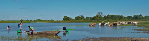 Schistosomiasis affects humans and animals, relying on freshwater snails for transmission in shared environments. Molecular tools in Malawi reveal hidden hybrids and cross-species infections, exposing complex zoonotic pathways. Read more about this here!doi.org/10.1042/bio_20…