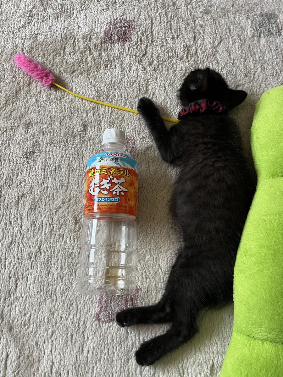 るのあ@mini tweet media