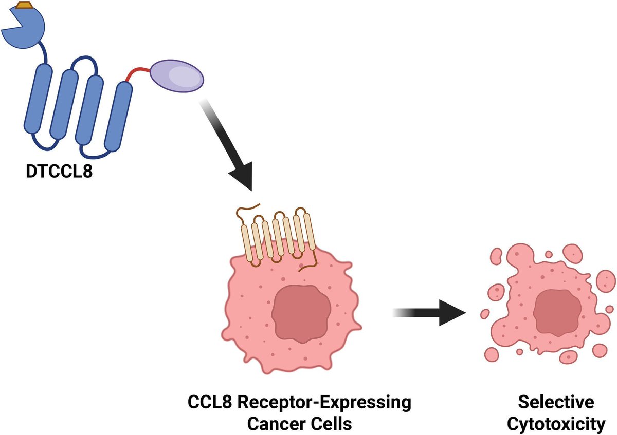 MolOncology's tweet image. Chimeric diphtheria toxin–CCL8 cytotoxic peptide for breast cancer management
➡️ buff.ly/ATJrUCp
#Chemokine #CCR5 #BCSM
🖊️ @hkiaris1 @Bernardneuro