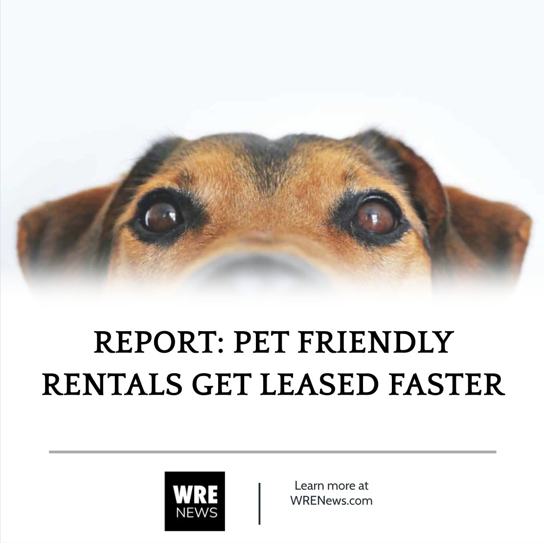 REPORT: PET FRIENDLY RENTALS GET LEASED FASTER. Learn more at wrenews.com/report-pet-fri…