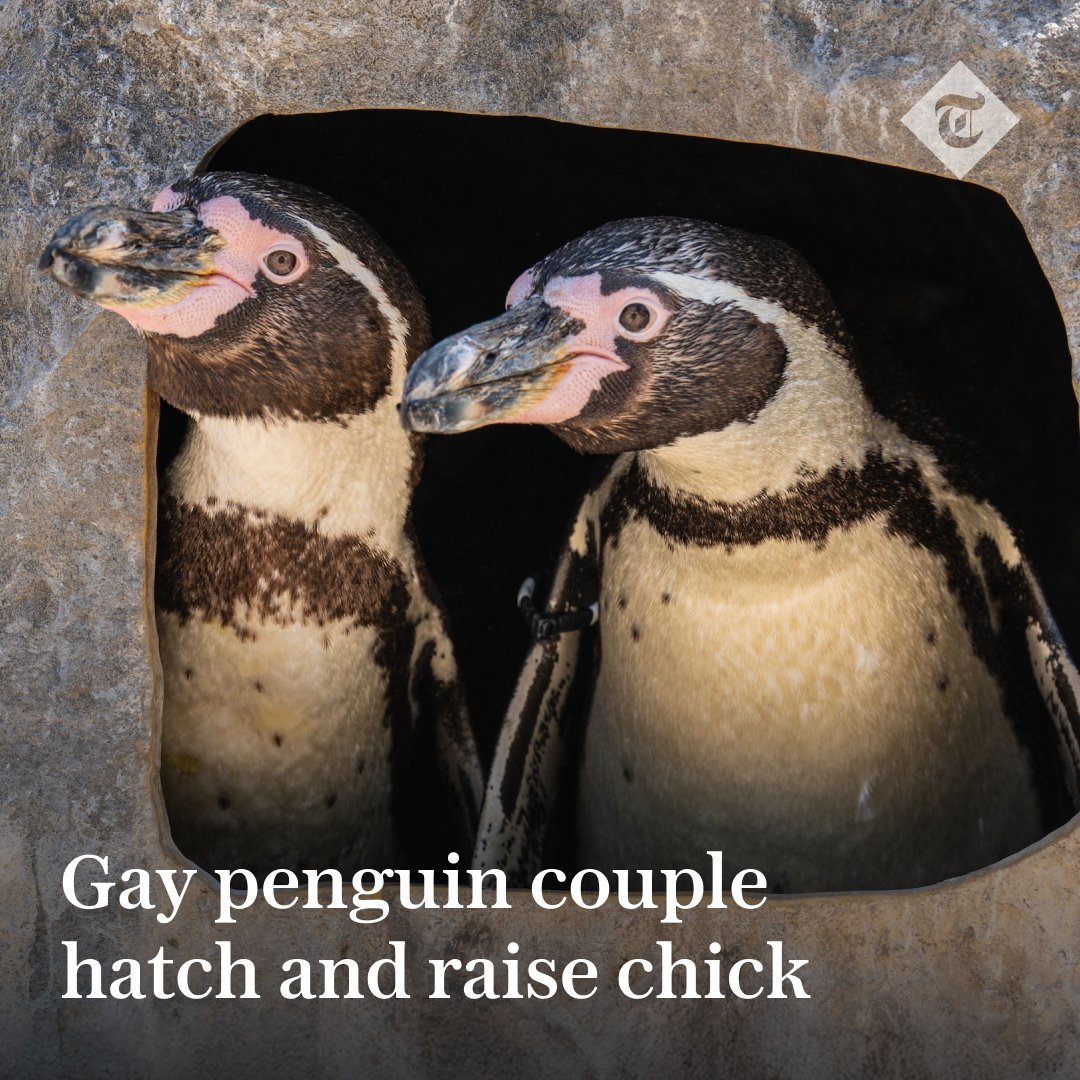 🐧 Scampi and Flounder have become surrogate parents in a ‘heart-warming development’ at Chester Zoo

Find out more ⬇️
telegraph.co.uk/news/2025/07/0…