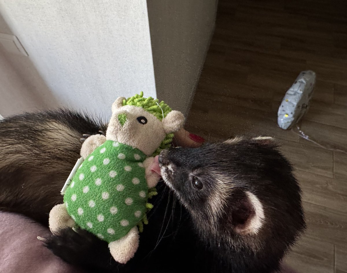 зі своїм чомбіком