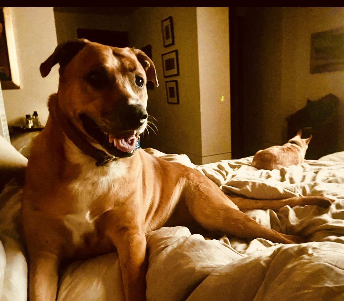 Nils Lofgren tweet media