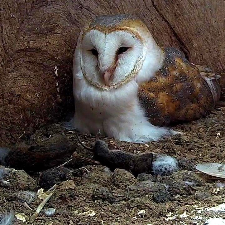 According to my calculations, Gylfie's first egg is due to hatch today 🤞
And, she has a stash of food right next to her, courtesy of her mate Dryer  🥰

Watch the eggs hatch LIVE 24/7 here: robertefuller.com/pages/live-fro…