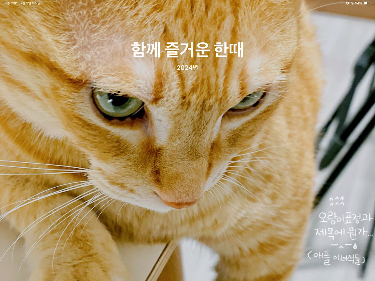 애플에서 자동 생성하는 영상 썸네일인데, 사진의 오랑이 표정이….-0-