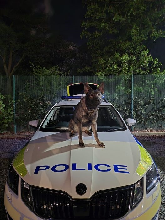 “You are our hero, you are our girl."

Today (Thursday 3 July) the force remembers Police Dog Zyla who, one year ago today, tragically lost her life while in the line of duty.

Read the full tribute to PD Zyla here - leicspolice.link/R1pv2