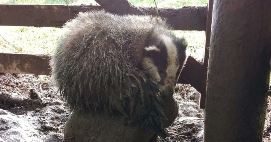 A young badger was trapped for days, desperately struggling to escape from an illegal snare.

SHARE if you believe it’s time to ban snares in England!