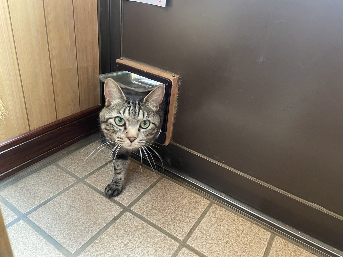 外ゲージから帰ってくるとらさん🐱