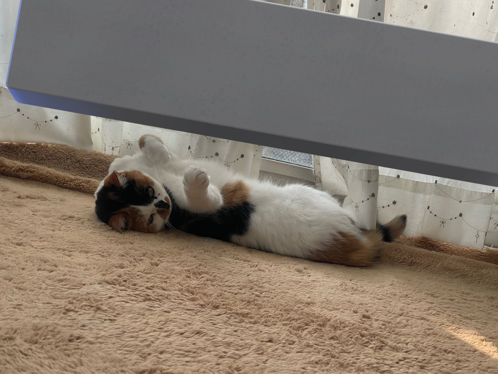 ▶︎猫と、休日の過ごし方 『隣には当たり前のように君がいる