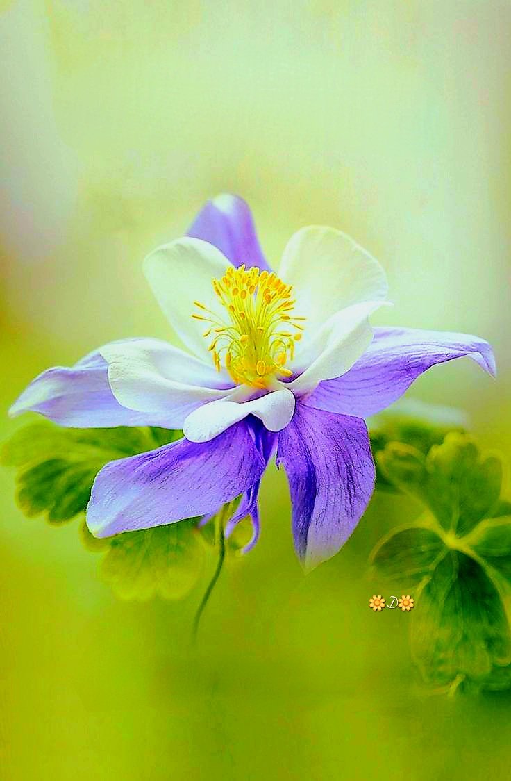 folu_og43's tweet image. Flower Mind.

#beautiful 💚💜