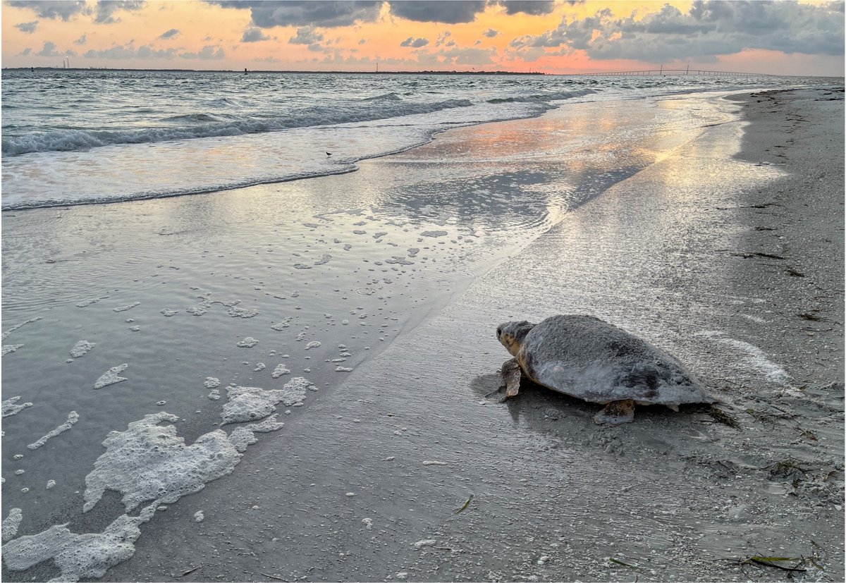 1055TheDove's tweet image. Weather permitting, but Caladesi Island is scheduled to open today, 9 months after the storms. That's What's Good in Tampa Bay with Ann Kelly at 840 am!  Photo Friends of the Island Parks bit.ly/46oUmAg 

#WhatsGoodInTampaBay #FloridaStateParks #hurricanerecovery