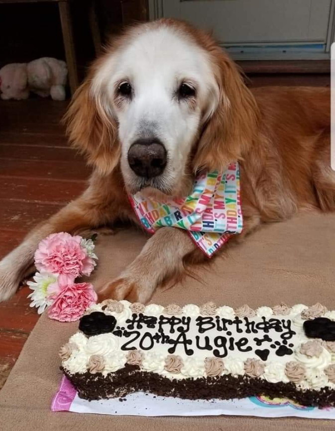 Best in Dogs (@bestindogs) on Twitter photo 