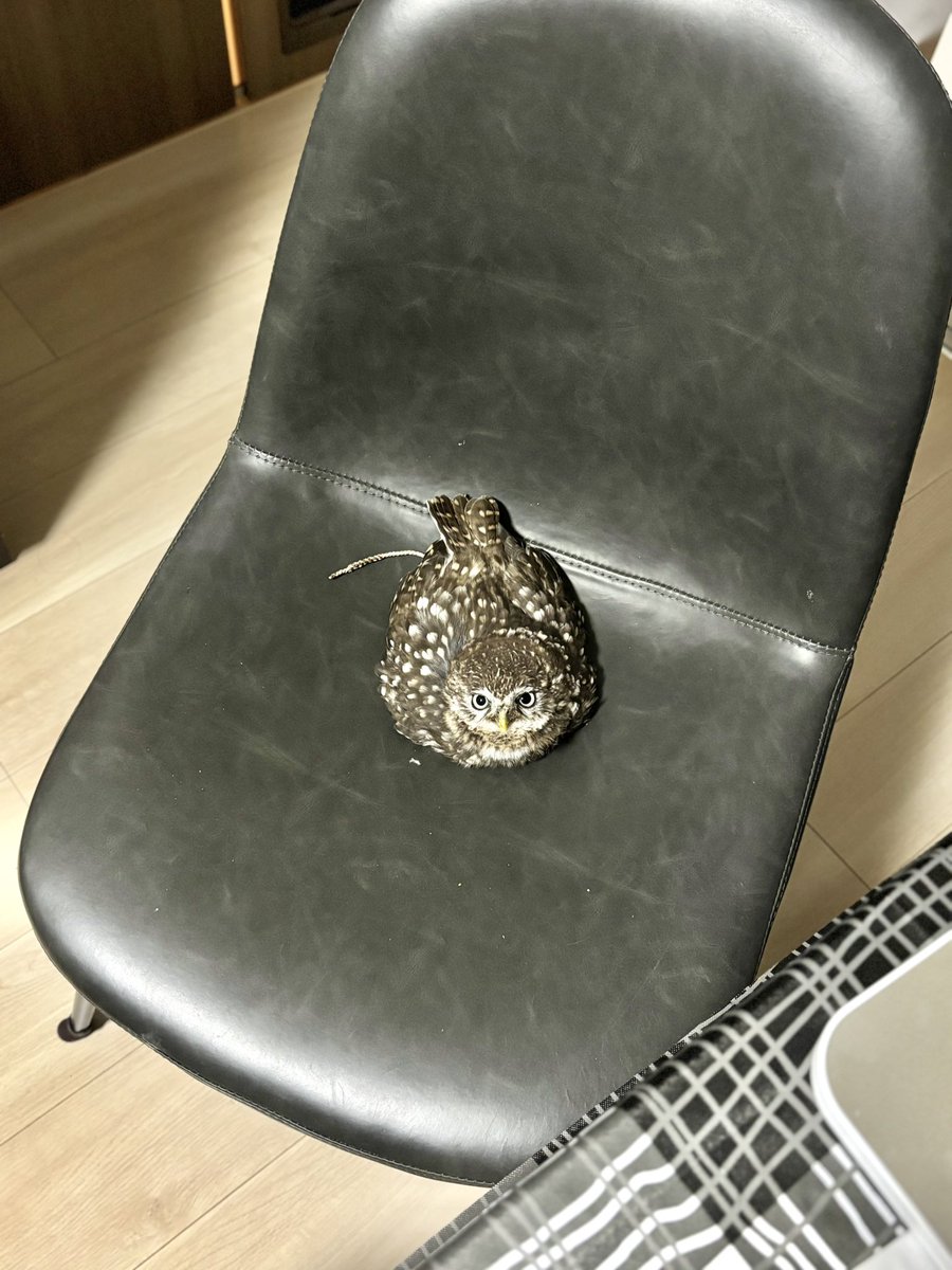 注：上に座って潰れちゃったわけではありません