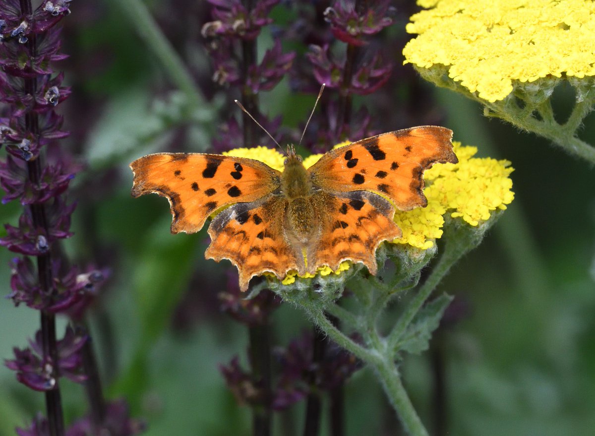 JoKingDevon's tweet photo. It's been an exciting journey transforming a tired architectural garden into a wildlife garden With help from @rosybeeplants &amp; Natural Surroundings nursery nr Holt &amp; plants I brought with me it's buzzing now, many visitors today but esp pleased to see a pair of #Ringlets #Norfolk https://t.co/6s7lZ2oTHG