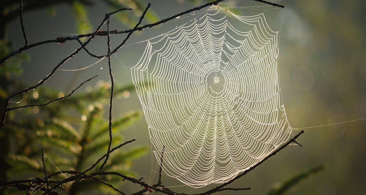Curiosa-mente (@openmente2) on Twitter photo 