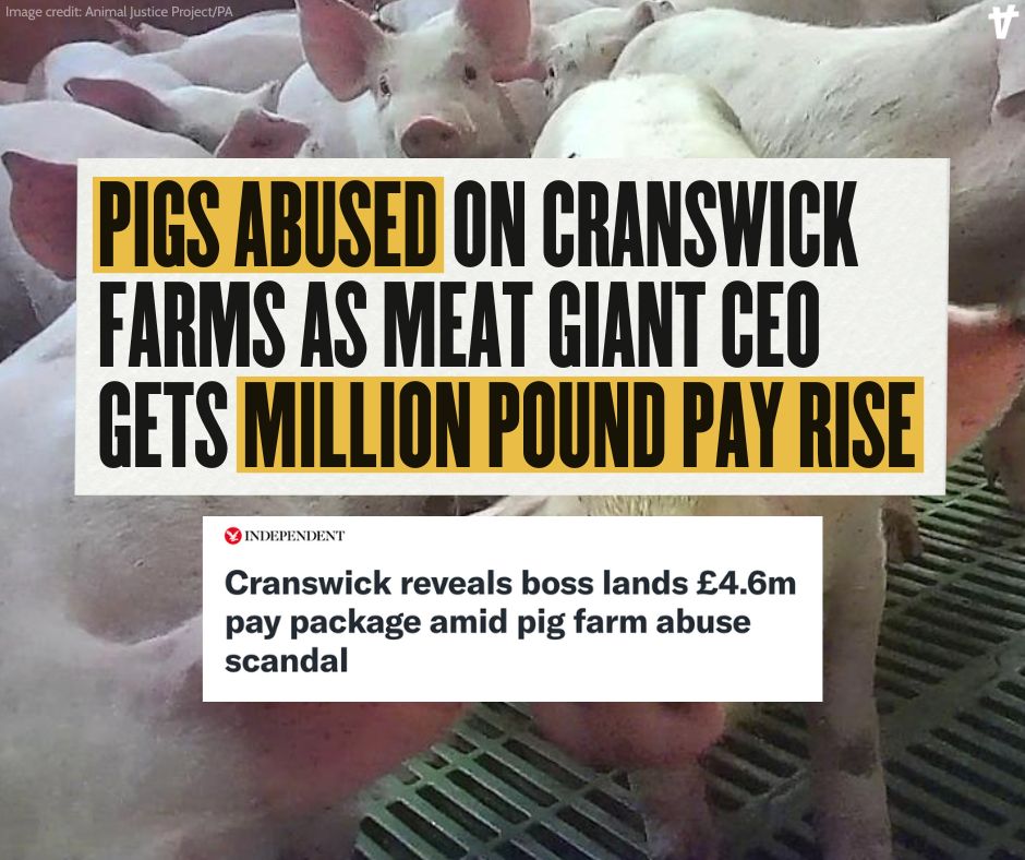 Whilst Cranswick and its CEO Adam Couch see millions in profits, animals pay with their lives. #cranswick #pigs