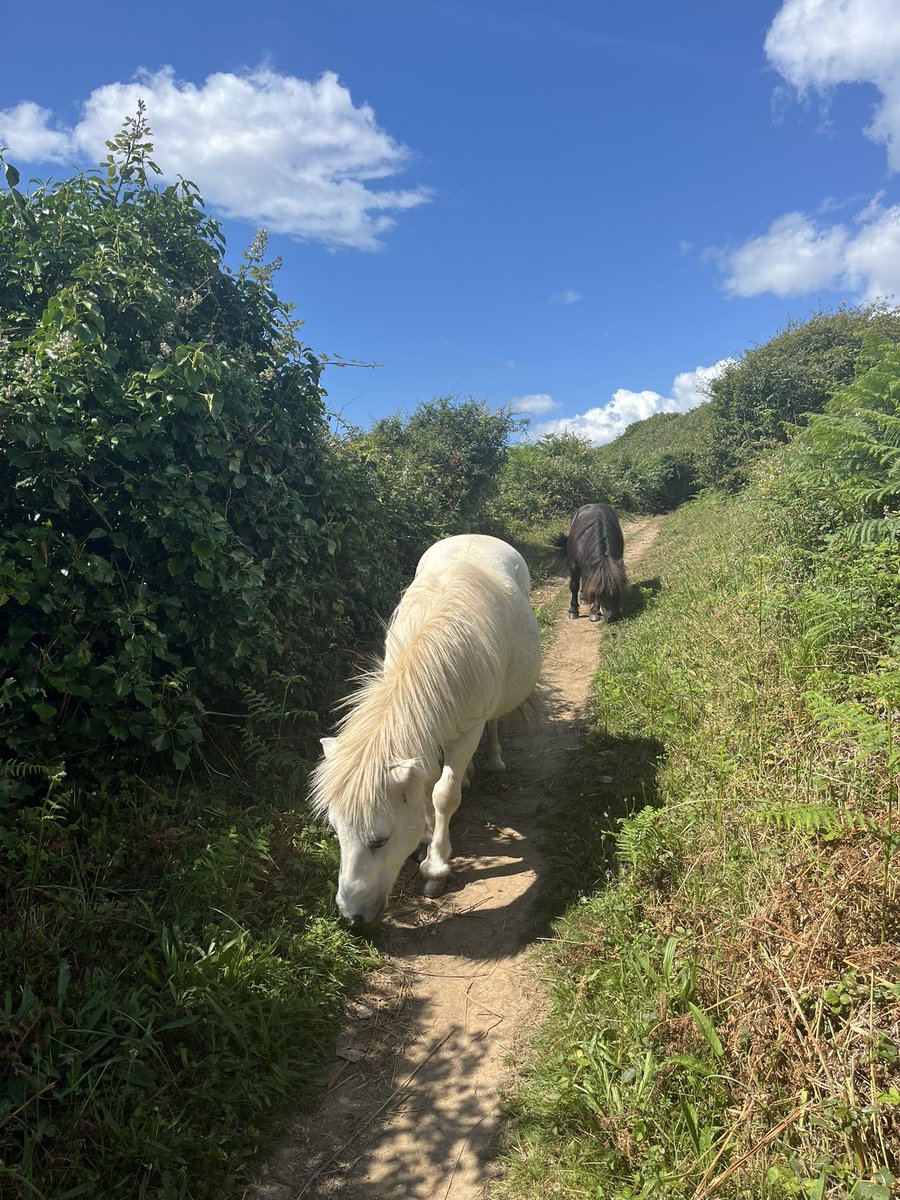 Lilia130881's tweet photo. Den South West #CoastPath teilen wir uns heute mit ein paar #Shetties 🤍 #Cornwall https://t.co/JYcJXNI7xT