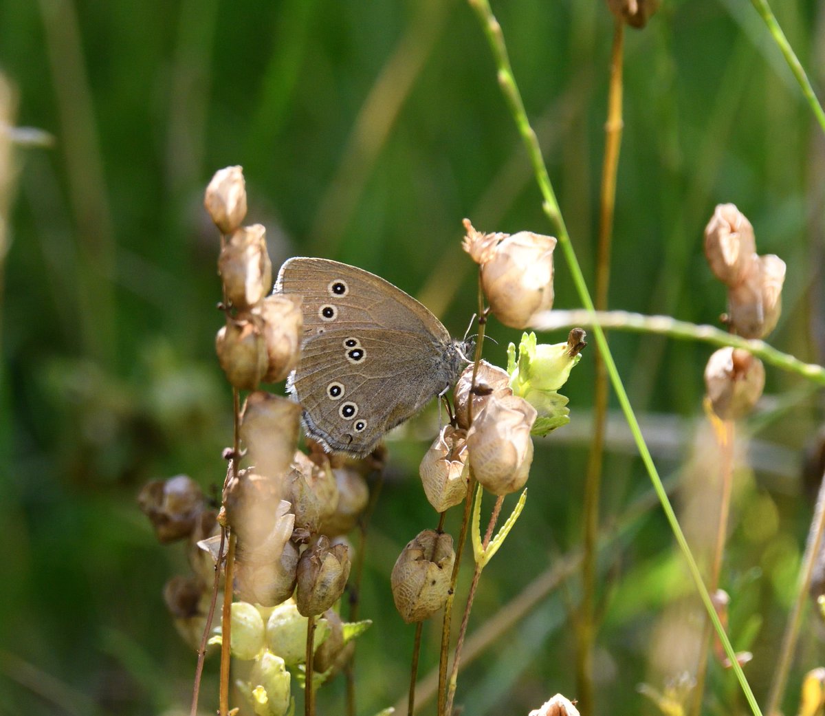 JoKingDevon's tweet photo. It's been an exciting journey transforming a tired architectural garden into a wildlife garden With help from @rosybeeplants &amp; Natural Surroundings nursery nr Holt &amp; plants I brought with me it's buzzing now, many visitors today but esp pleased to see a pair of #Ringlets #Norfolk https://t.co/6s7lZ2oTHG