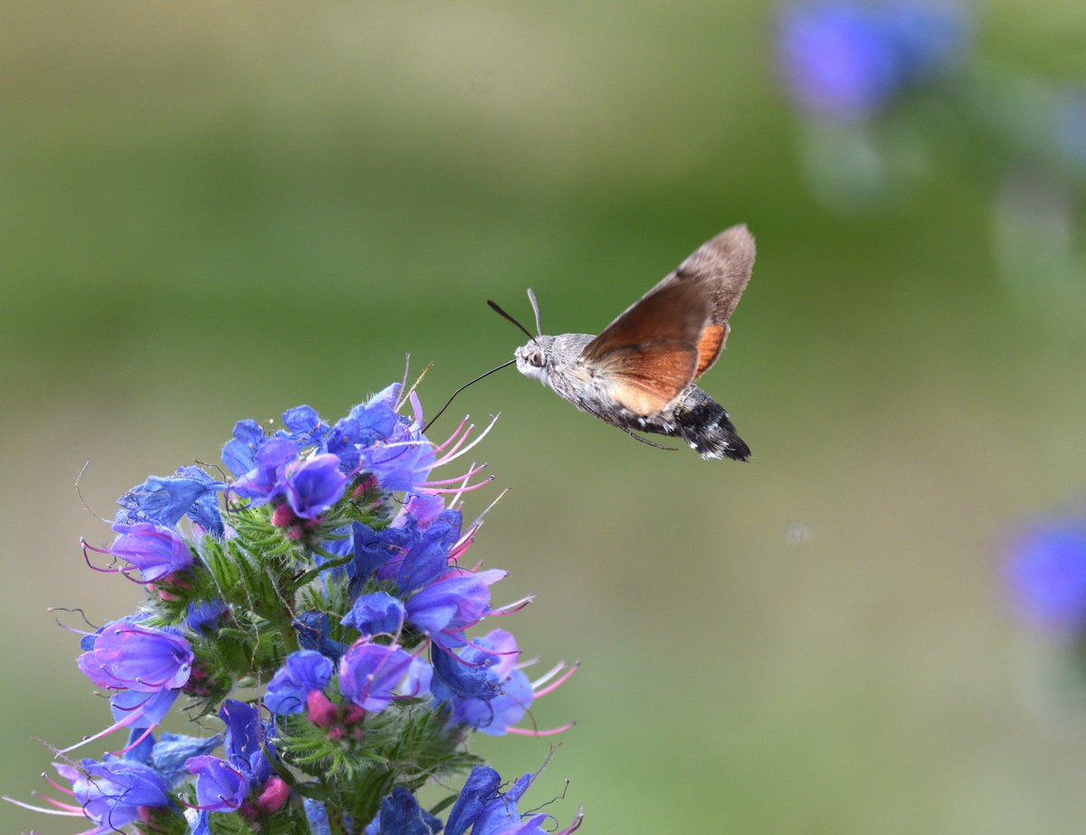 JoKingDevon's tweet photo. It's been an exciting journey transforming a tired architectural garden into a wildlife garden With help from @rosybeeplants &amp; Natural Surroundings nursery nr Holt &amp; plants I brought with me it's buzzing now, many visitors today but esp pleased to see a pair of #Ringlets #Norfolk https://t.co/6s7lZ2oTHG