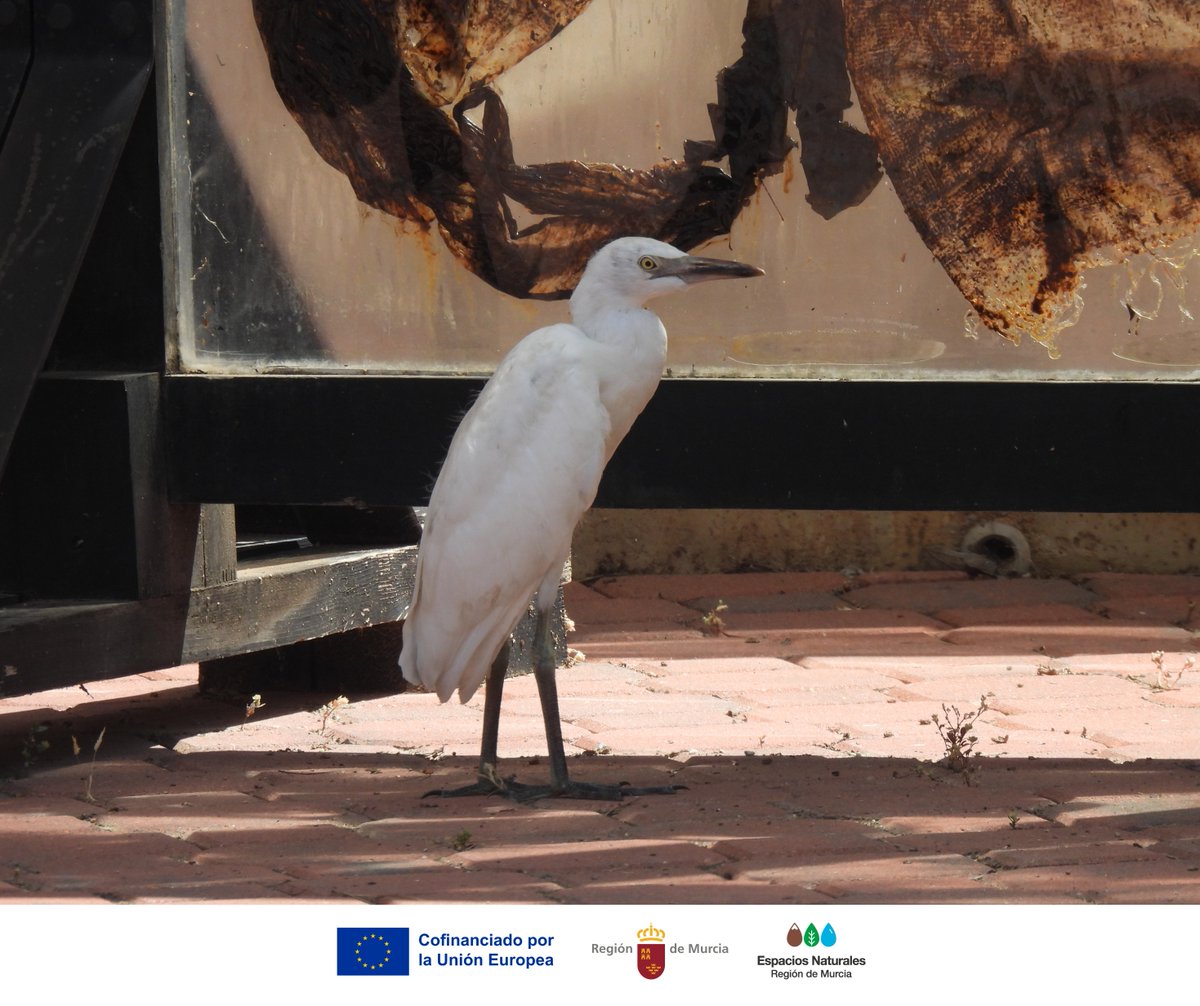 👀 Hoy hemos recibido una visita inesperada en la zona de #EducaciónAmbiental del #CRFSElValle: una joven #GarcillaBueyera ha venido a curiosear🐦

A veces, los animales silvestres solo están descansando, explorando o de paso.
🔑Observar sin molestar también es cuidar.
#ElVallePR