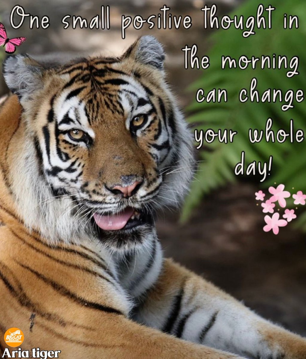 BigCatRescue's tweet photo. “One small positive thought in the morning can change your whole day!”
#AriaTiger #BigCatRescue #Tiger #Cat #Thursday #Positive #PositiveThoughts #Change #Quotes #Inspiration #InspirationalQuotes #fblifestyle https://t.co/OARR2wCP9G