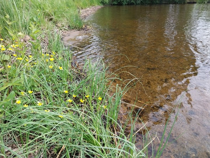 Etelä-Savon ELY (@etelasavonely) on Twitter photo Sinilevähavainnot lisääntyneet Etelä-Savossa! 🌊Kansalaishavaintoja ympäri aluetta. Vältä leväpitoisen veden käyttöä. Ilmoita havainnoista: elyesa.levaryhma@ely-keskus.fi Tiedotteessamme ajankohtaiset tiedot: sttinfo.fi/tiedote/713048… #sinilevä #EteläSavo #sinileväseuranta Sinilevähavainnot lisääntyneet Etelä-Savossa! 🌊Kansalaishavaintoja ympäri aluetta. Vältä leväpitoisen veden käyttöä. Ilmoita havainnoista: elyesa.levaryhma@ely-keskus.fi Tiedotteessamme ajankohtaiset tiedot: sttinfo.fi/tiedote/713048… #sinilevä #EteläSavo #sinileväseuranta