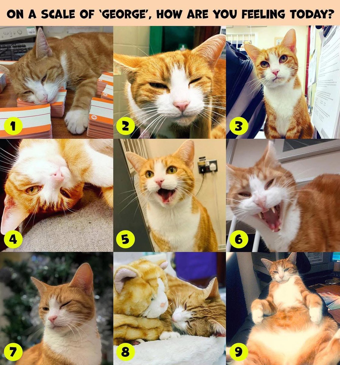 There’s a meownself for every platform of emotion. . So tell me—which kind of George is pulling into your platform today?”

#cats #cats #Cat #CatsOnTwitter #CatsOfTwitter